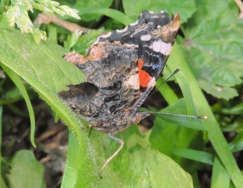 Vanessa atalanta?